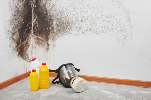 Best Mold Damage Repair  in White Sulphur Springs, WV
