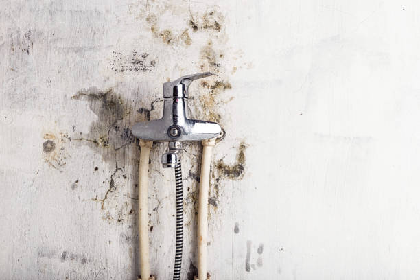 Mold Removal Process in White Sulphur Springs, WV