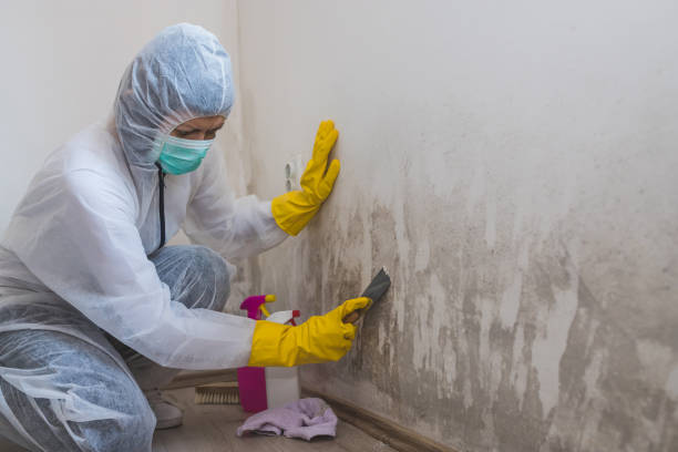 Best Fast Mold Removal  in White Sulphur Springs, WV
