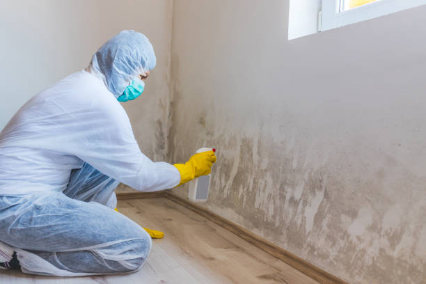 Best Black Mold Removal  in White Sulphur Springs, WV