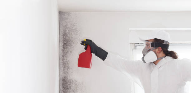 Best Same-Day Mold Removal  in White Sulphur Springs, WV