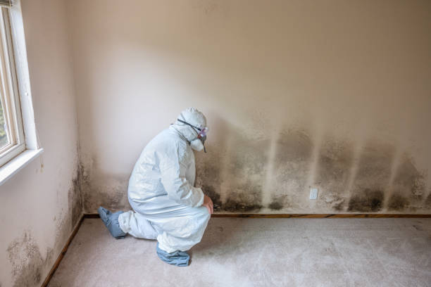 White Sulphur Springs, WV Mold Removal Company